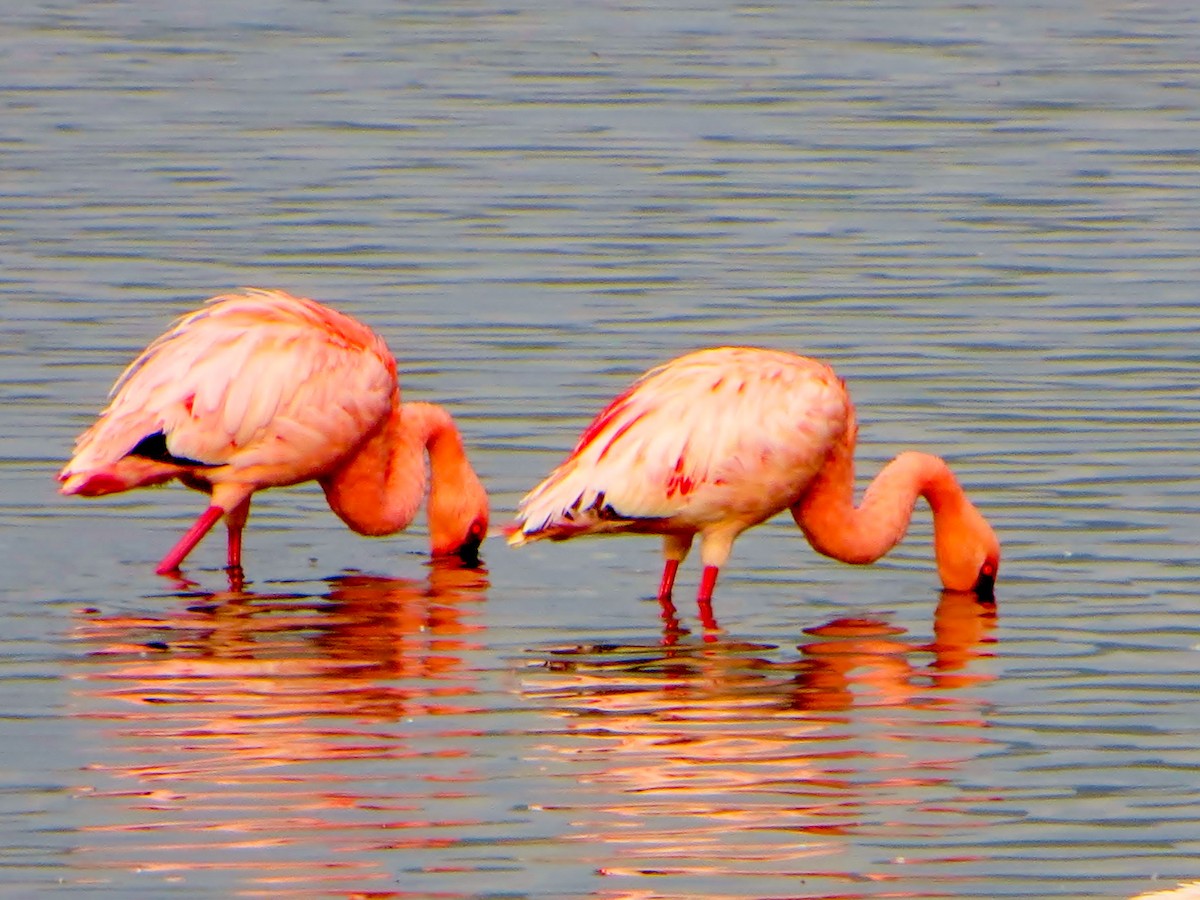 Lesser Flamingo - ML654926109