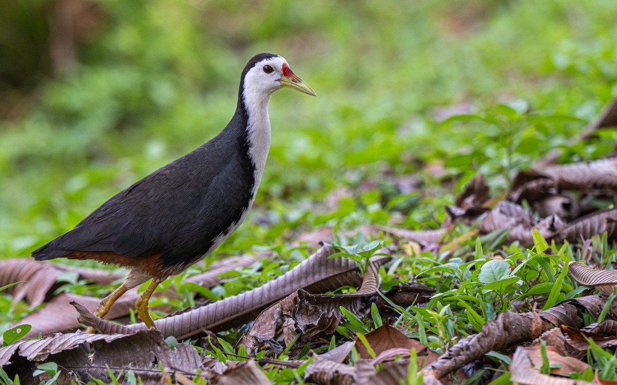 Gallineta Pechiblanca - ML654929717