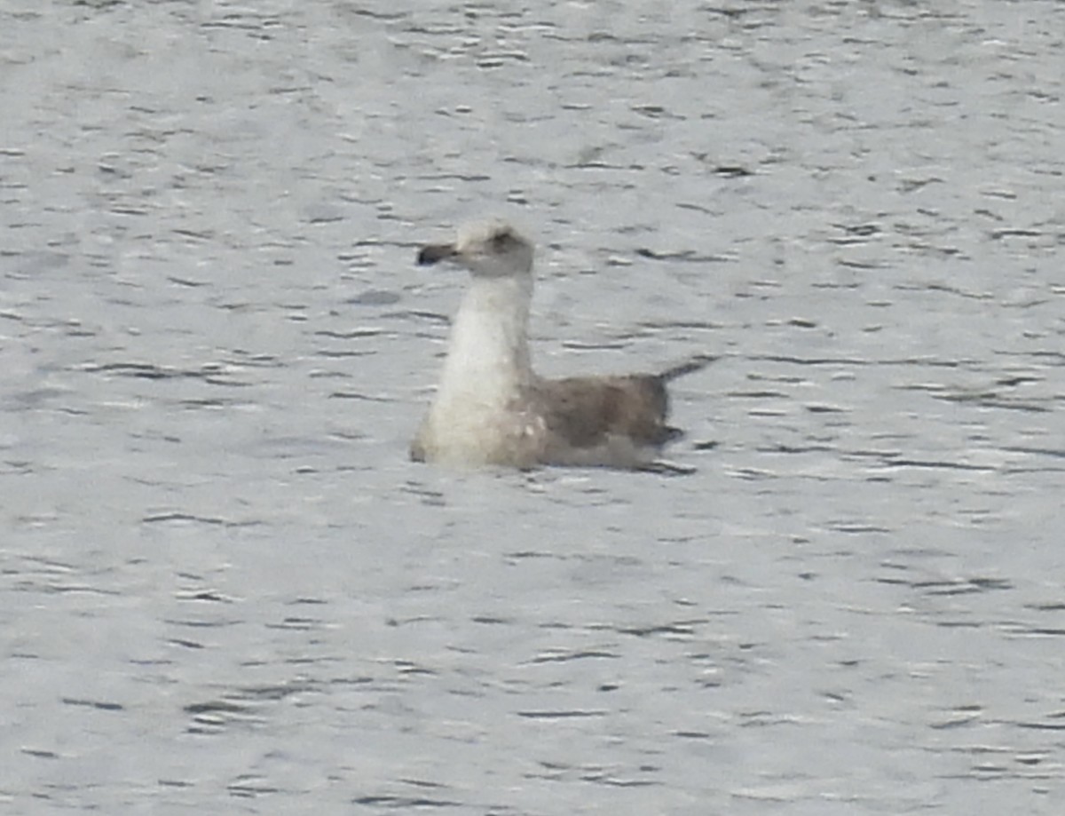 racek sp. - ML654932014