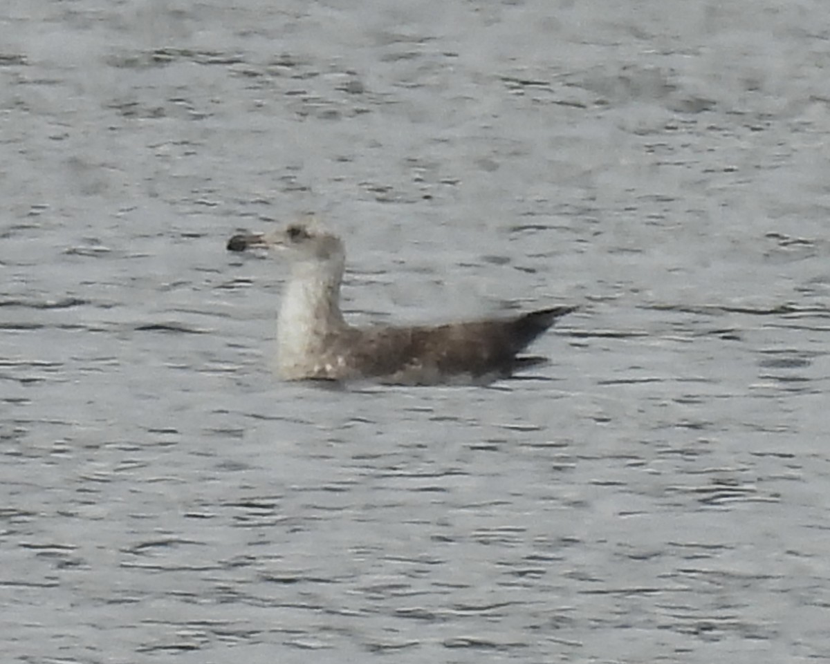 racek sp. - ML654932015