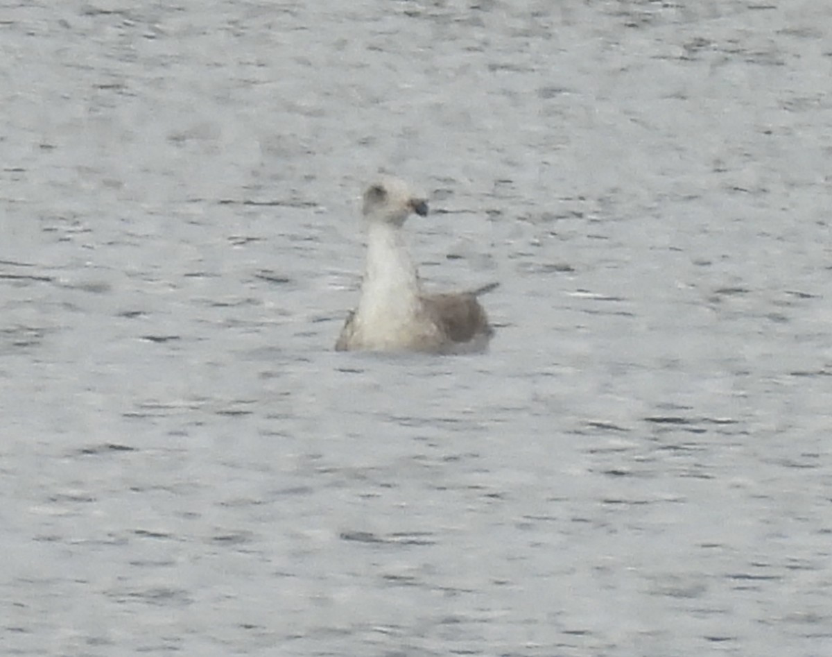 racek sp. - ML654932017