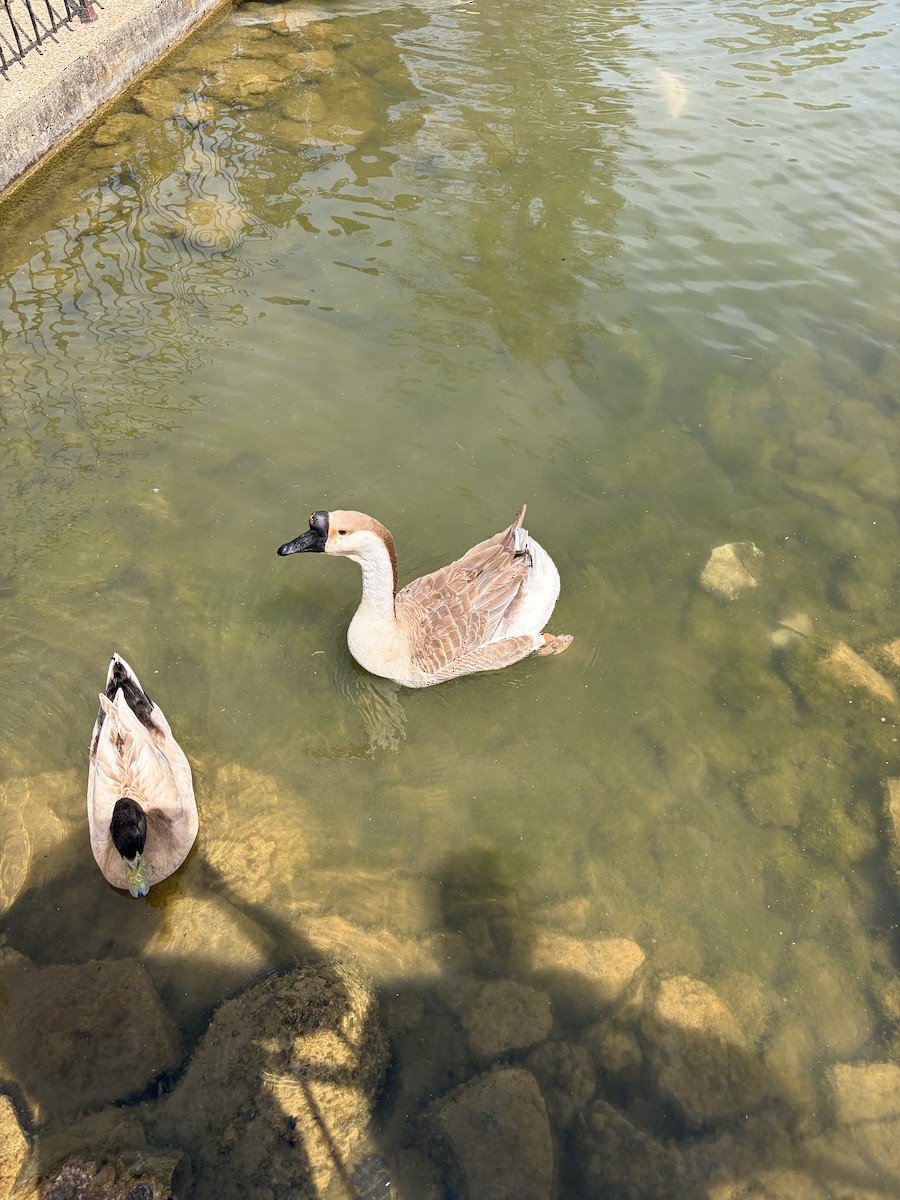 Ánsar Cisnal - ML654932523