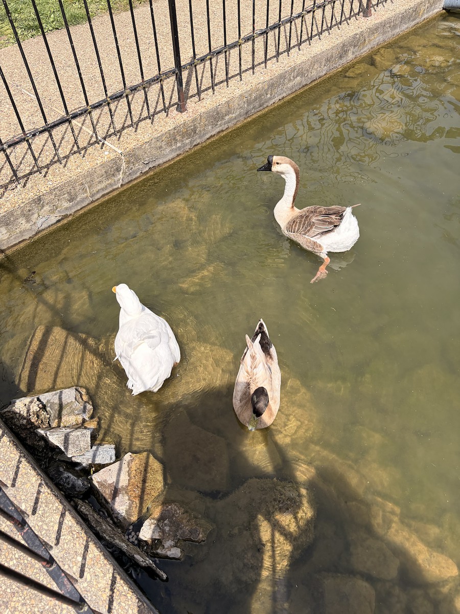 Ánsar Cisnal - ML654932541