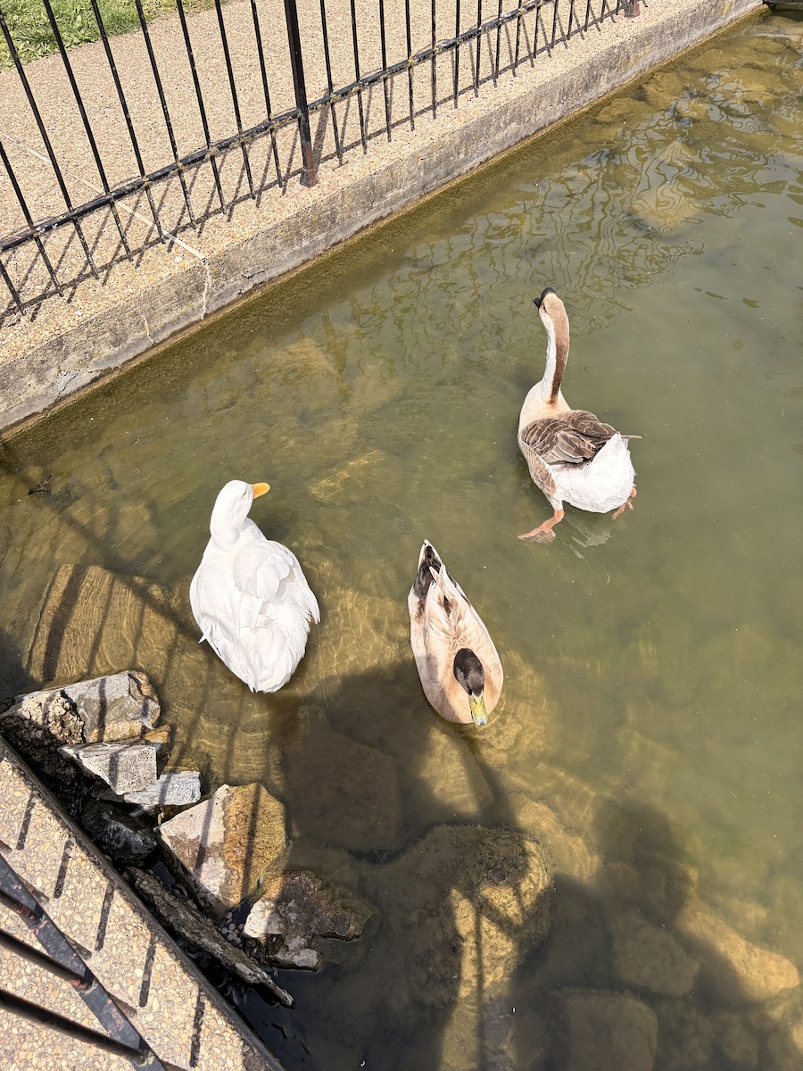 Ánsar Cisnal - ML654932542