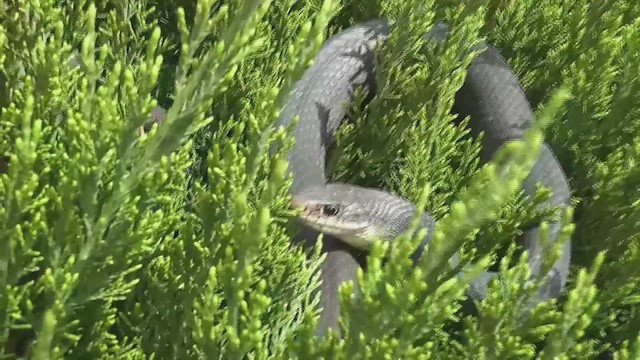 Northern Mockingbird - ML654932843