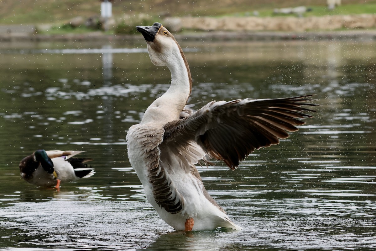 Ánsar Cisnal (variedad doméstica) - ML654932947