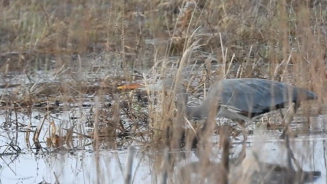 Garza Azulada - ML654933248