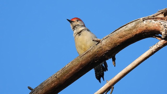 Red-bellied Woodpecker - ML654933946