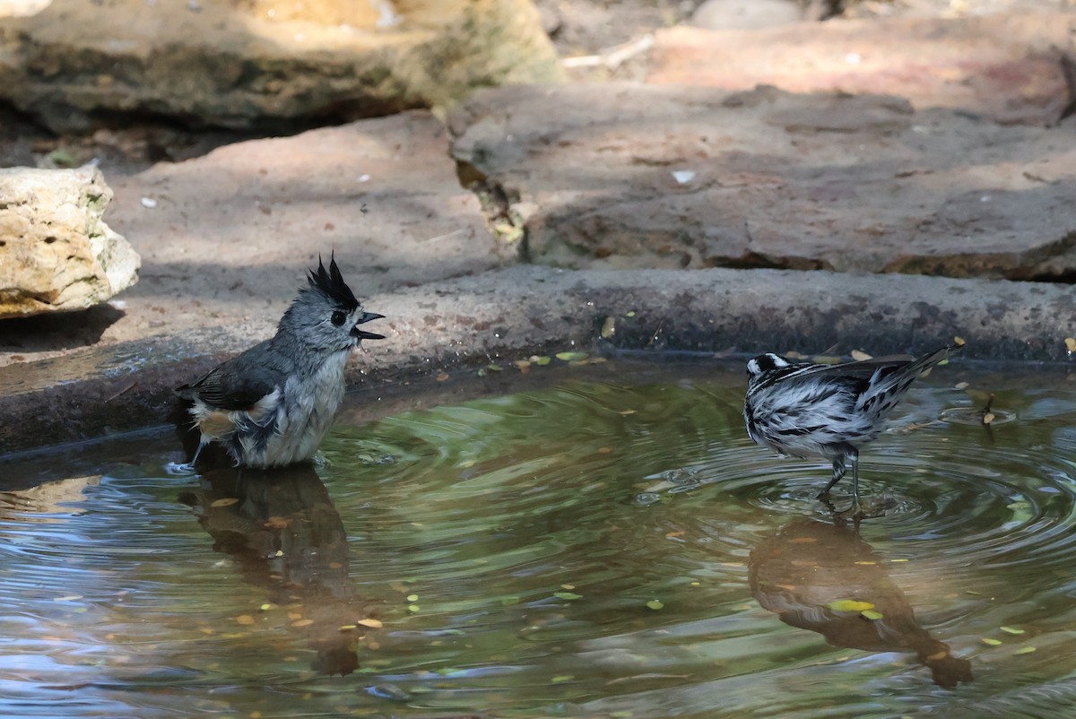 Black-crested Titmouse - ML654934112