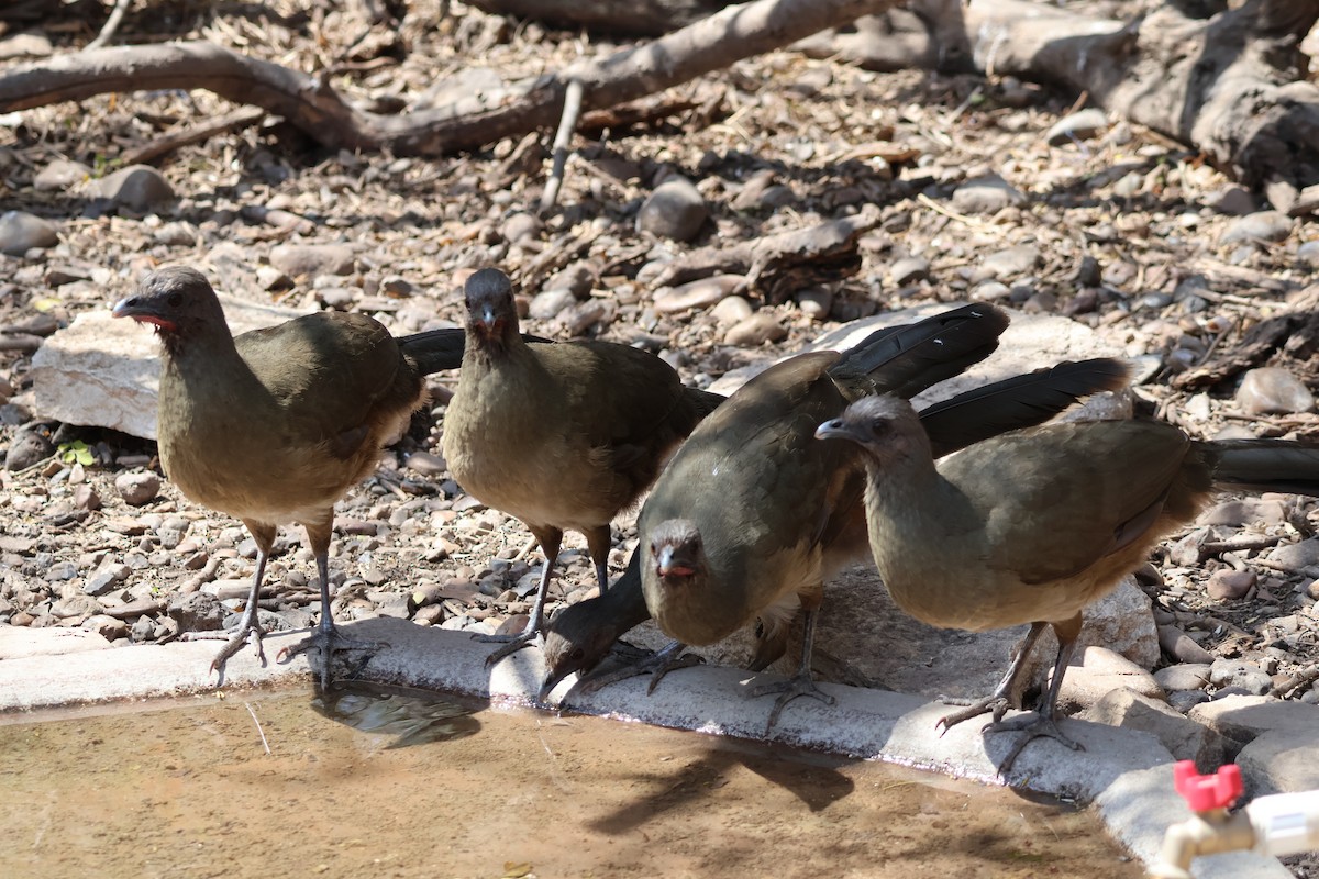 Plain Chachalaca - ML654934157
