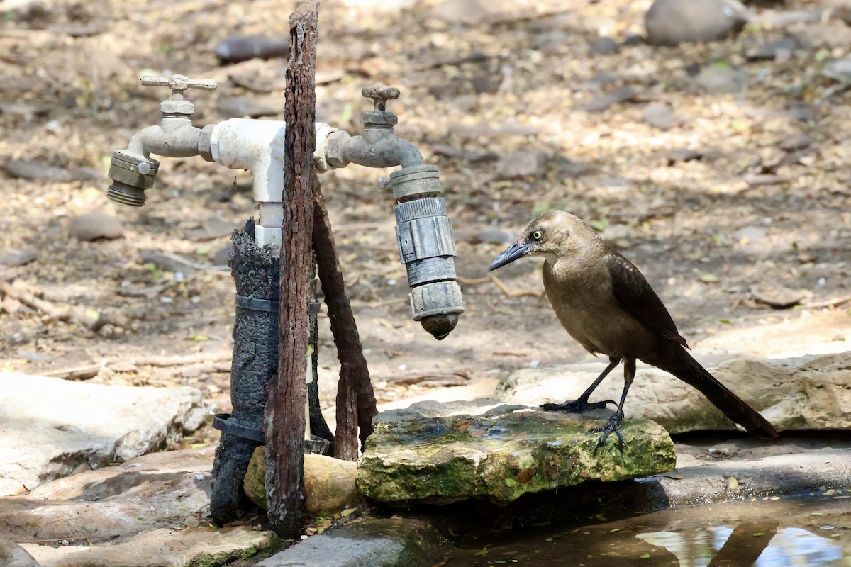 Great-tailed Grackle - ML654934166