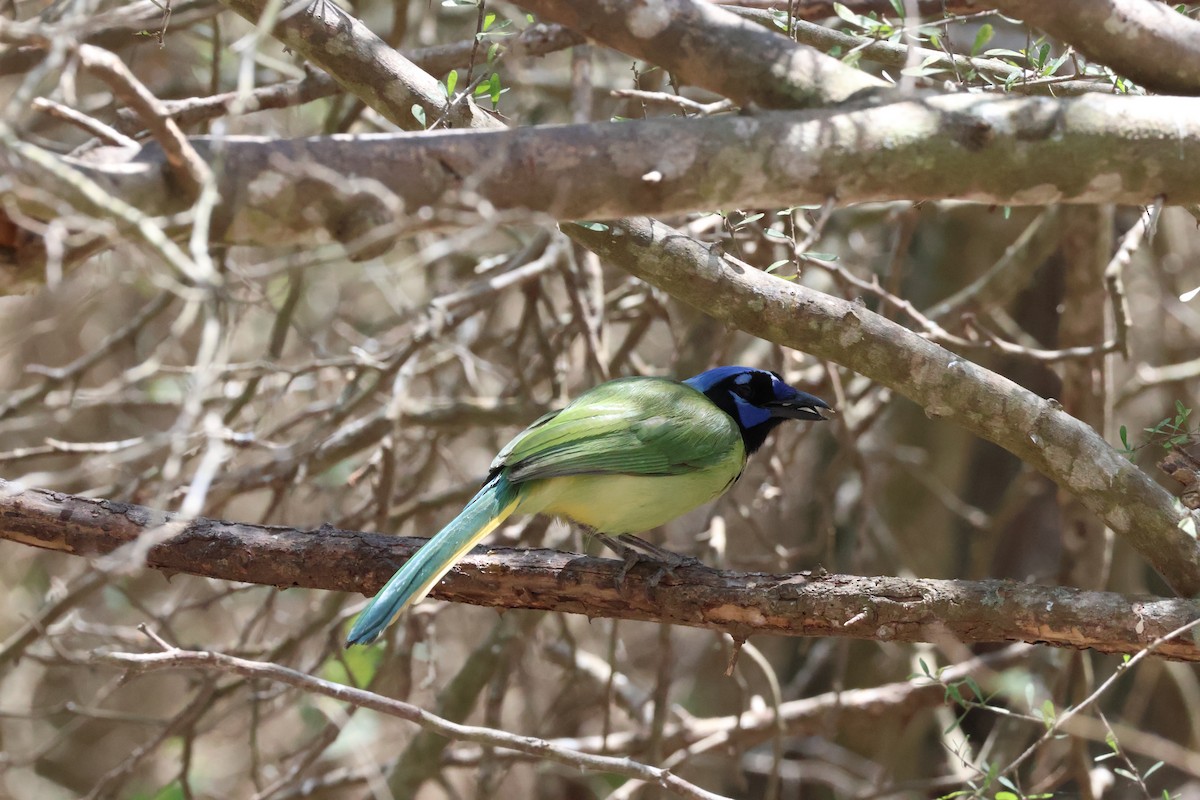 Green Jay - ML654934195