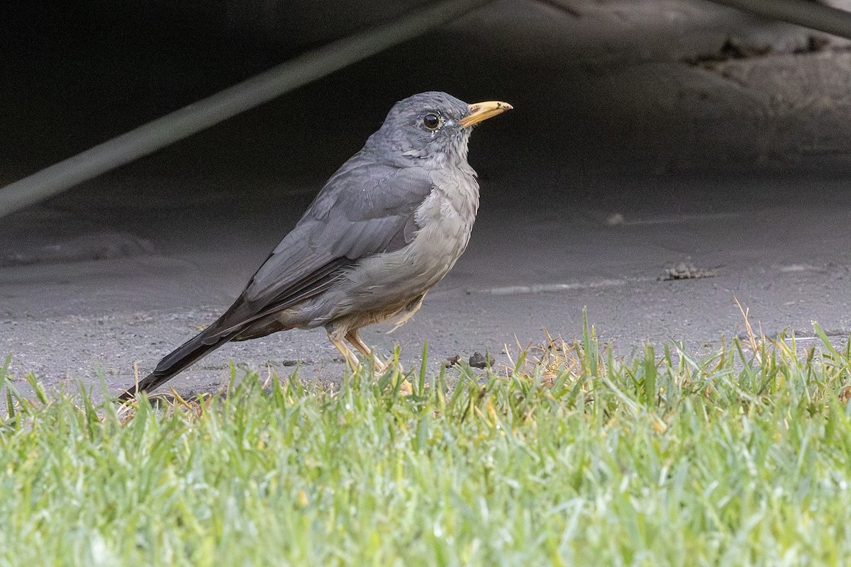 Karoo Thrush - ML654935565