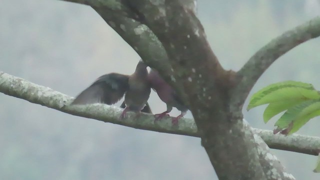 Pale-vented Pigeon - ML654936042