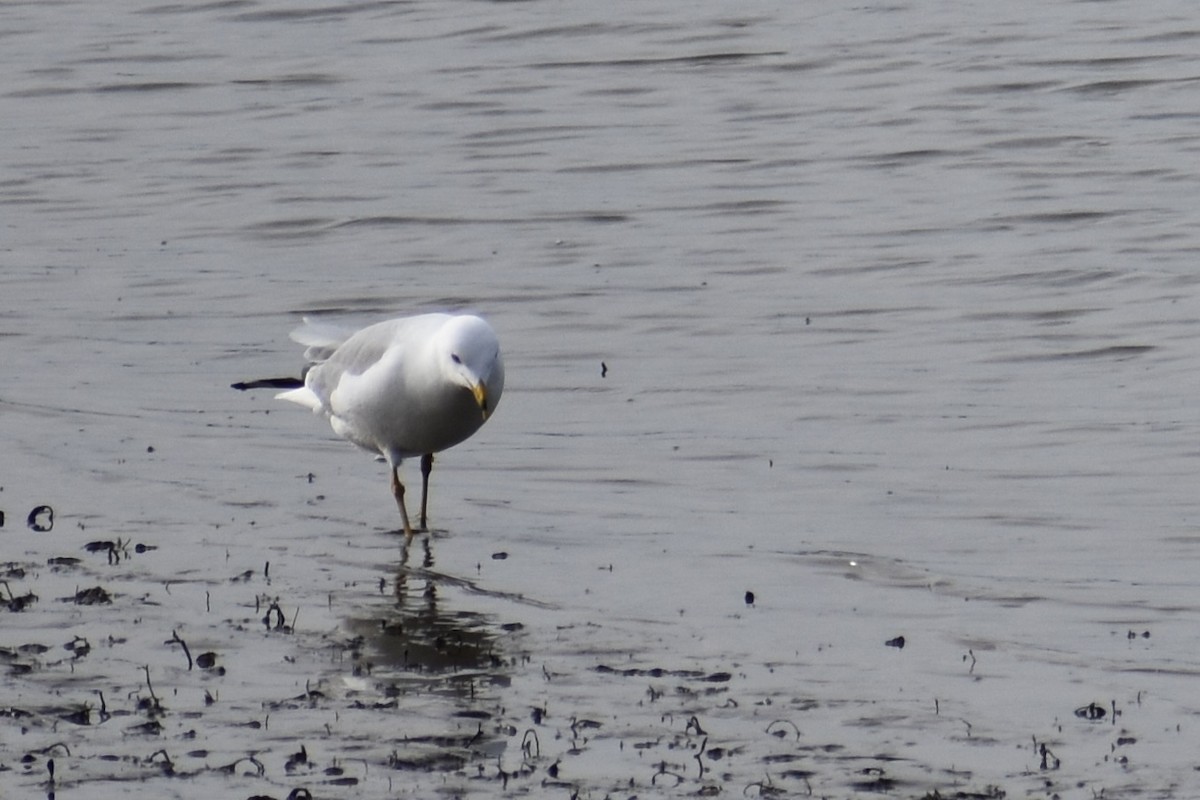 racek sp. - ML654936789