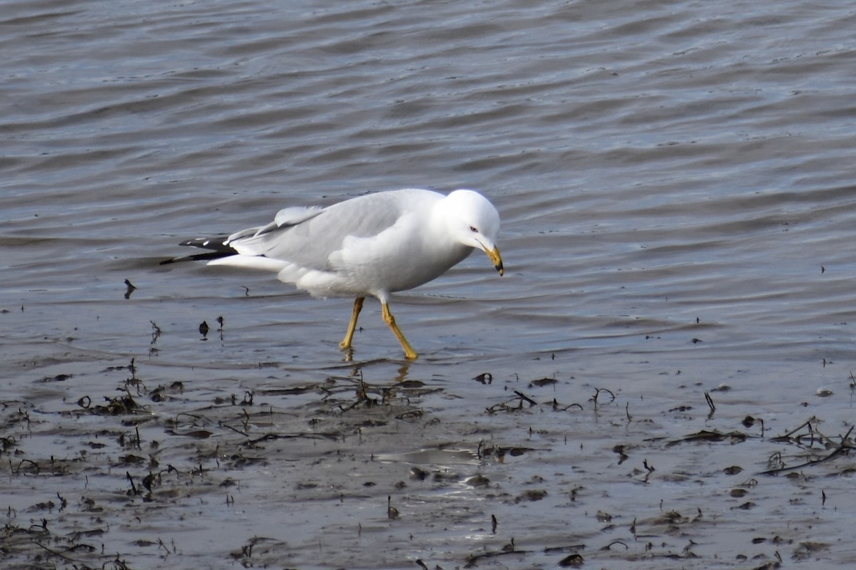 racek sp. - ML654936831