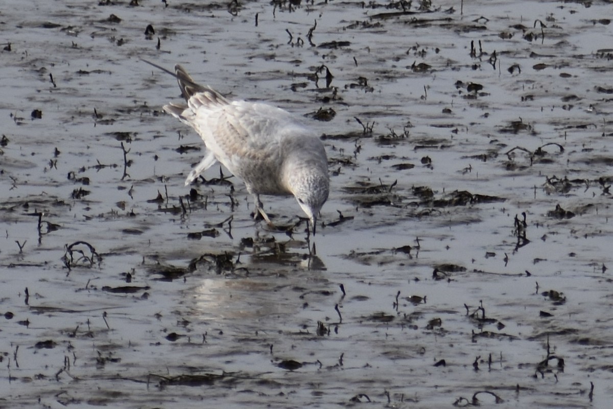 racek sp. - ML654936948