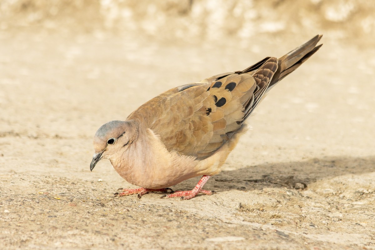 Eared Dove - ML654937022