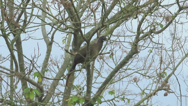 Rotsteißguan - ML654937042