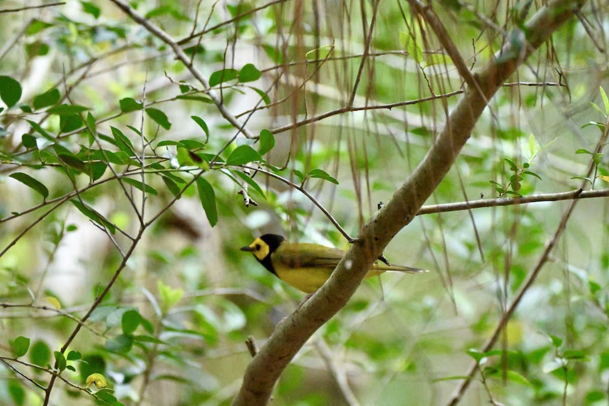 Kapuzenwaldsänger - ML654937059