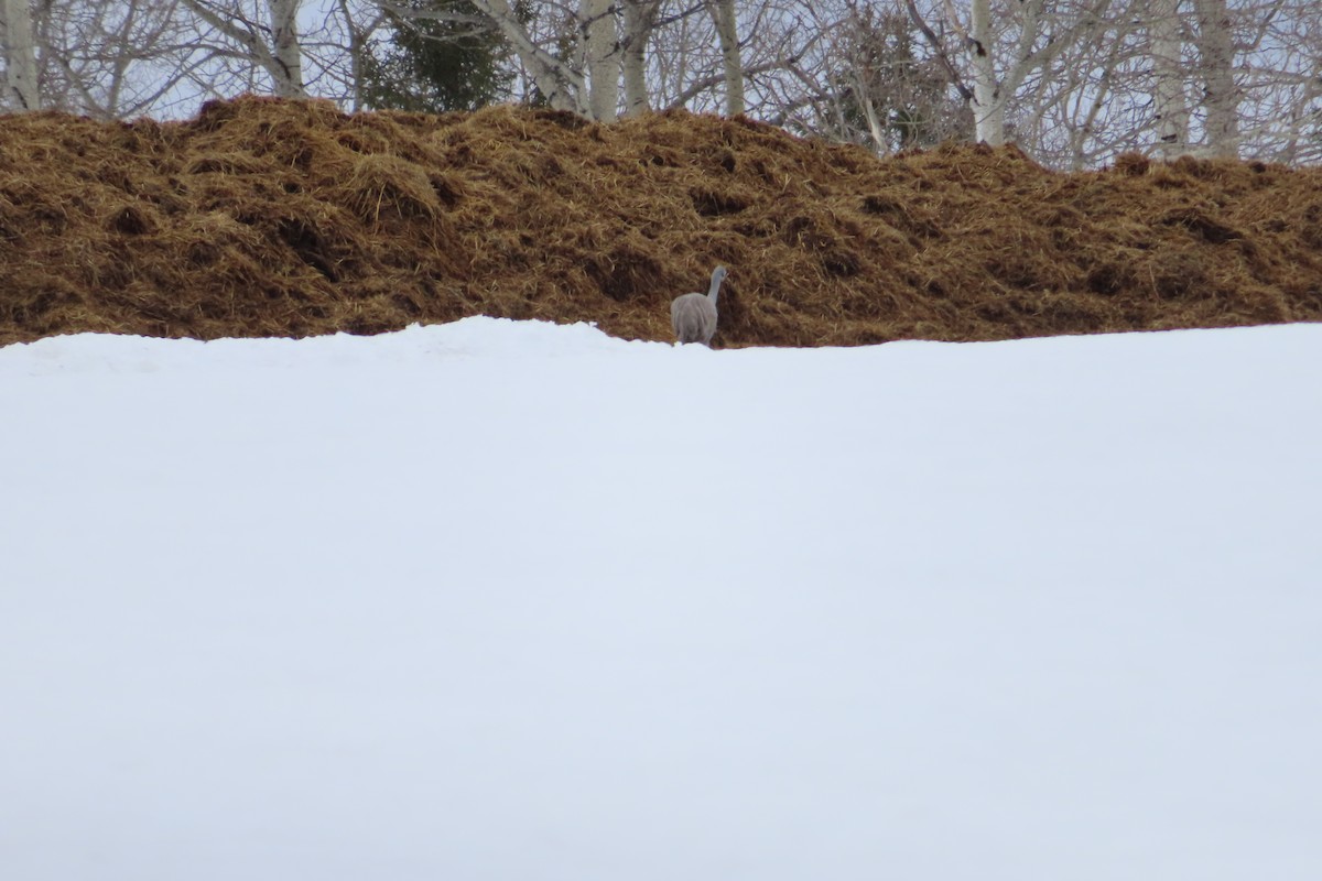 Kanadakranich - ML654937065