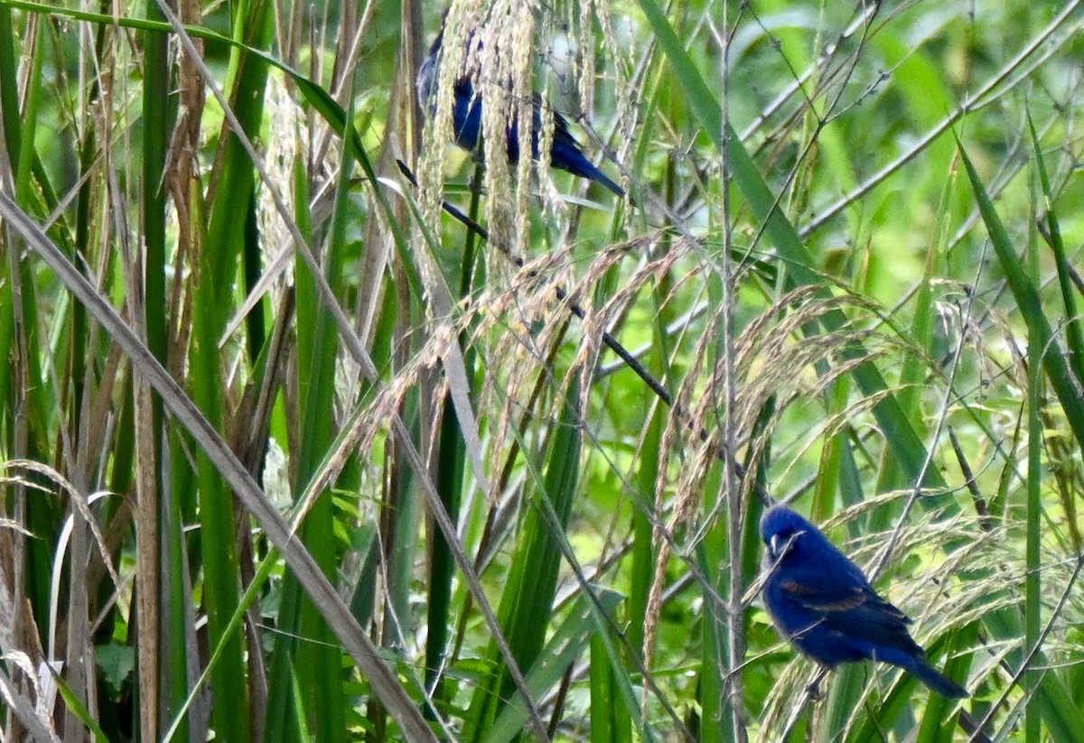 Azurfink - ML654937070