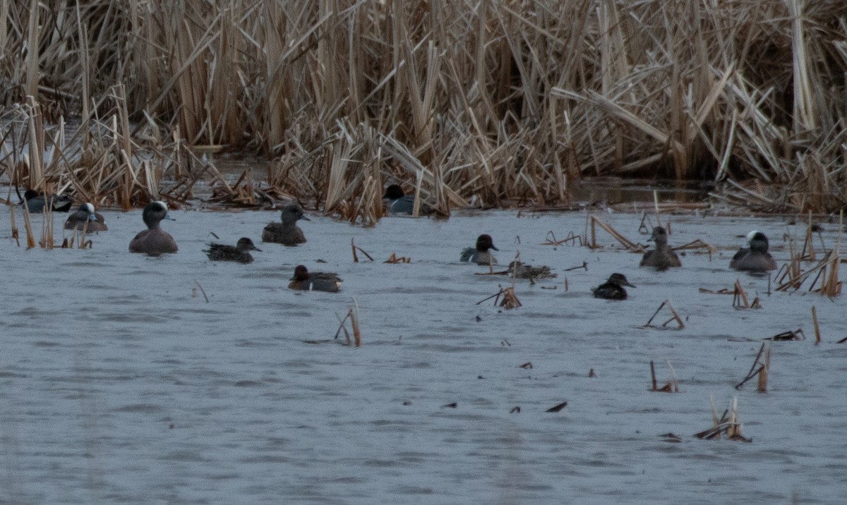 Kanadapfeifente - ML654937082