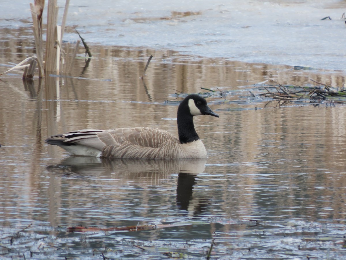 Kanadagans - ML654937083