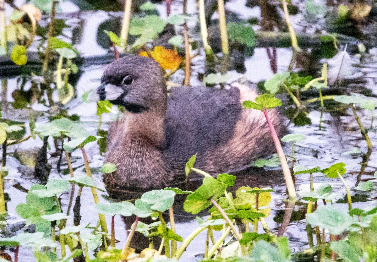 Bindentaucher - ML654937085