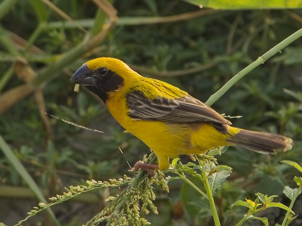 Kernbeißerweber - ML654937087