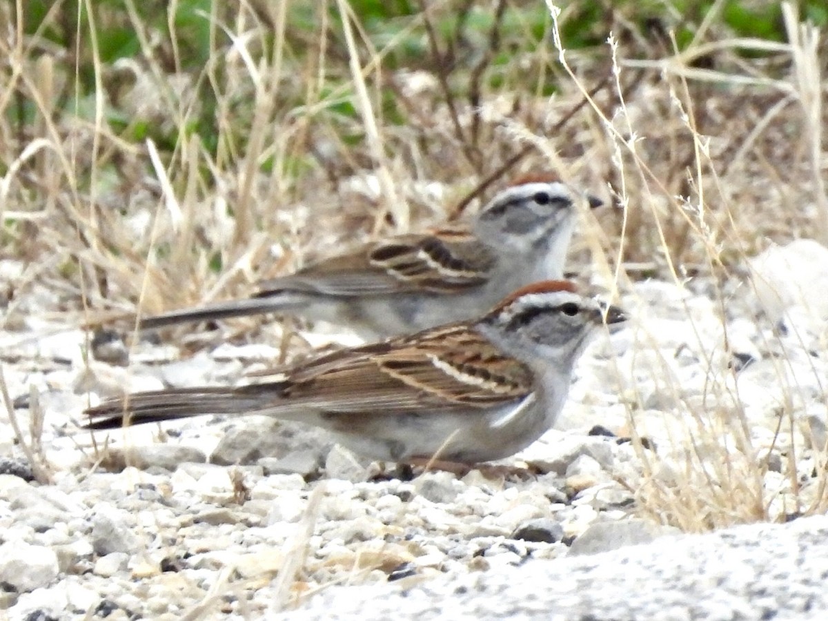 Schwirrammer - ML654937088