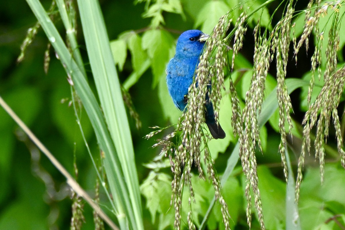 Indigofink - ML654937089