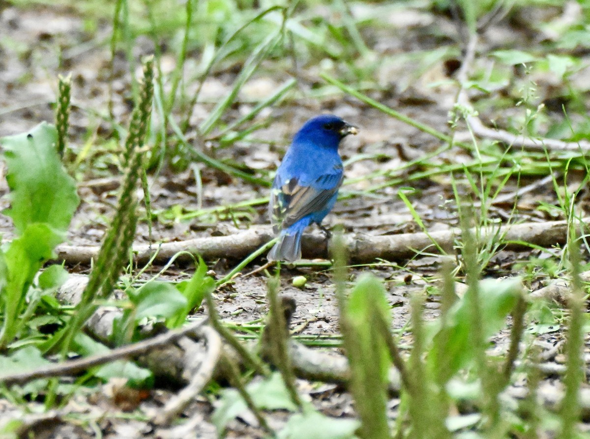 Indigofink - ML654937090