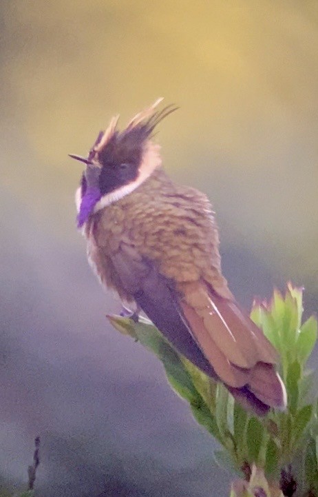 Violettbart-Helmkolibri - ML654937091