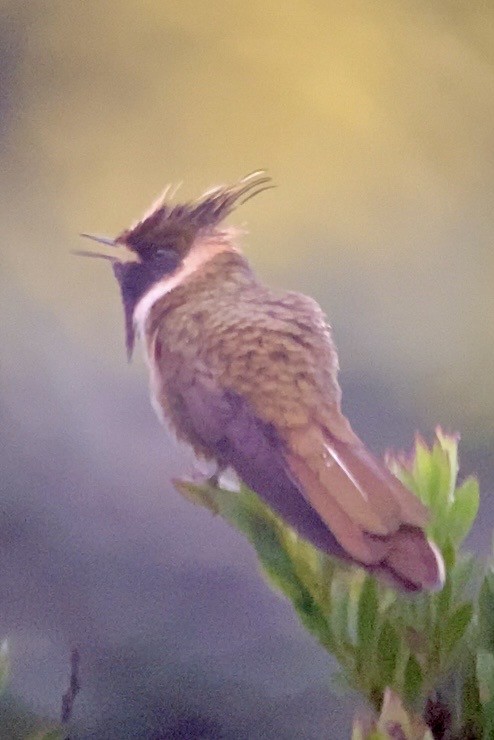 Violettbart-Helmkolibri - ML654937092