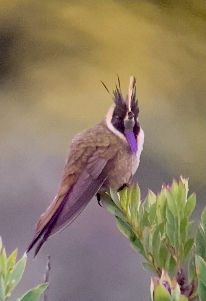 Violettbart-Helmkolibri - ML654937093