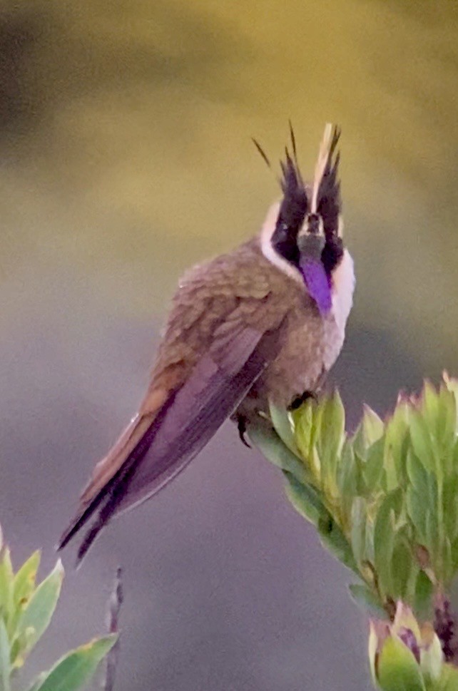Violettbart-Helmkolibri - ML654937094