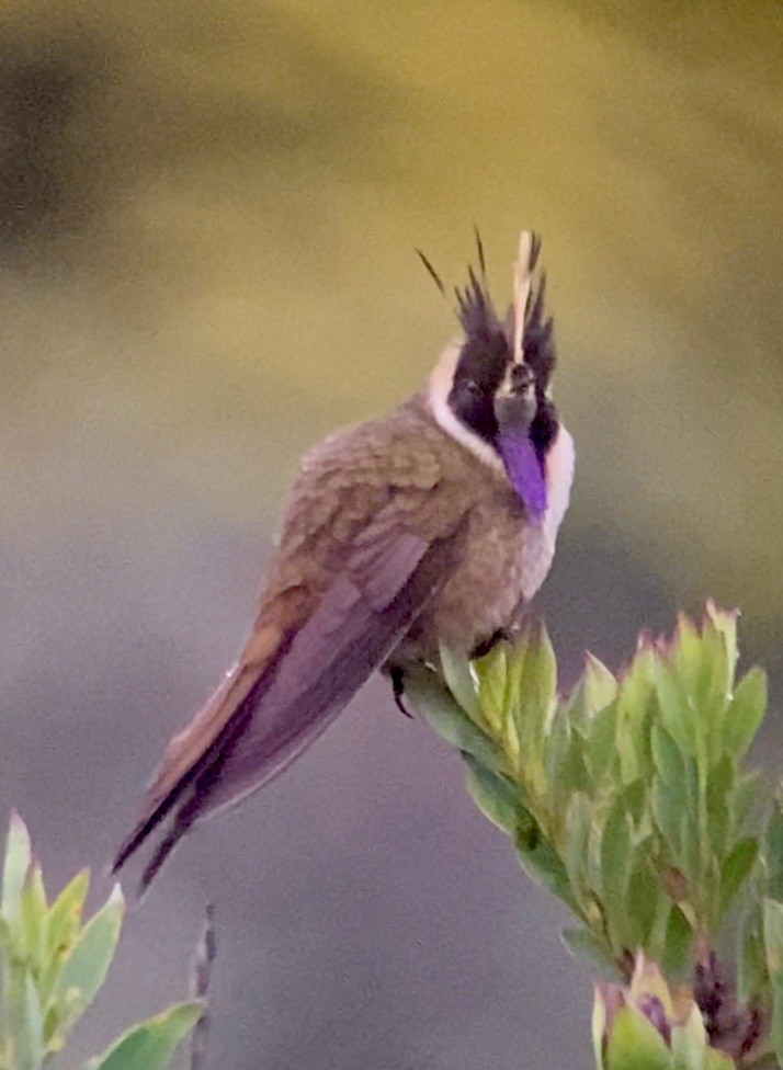 Violettbart-Helmkolibri - ML654937095