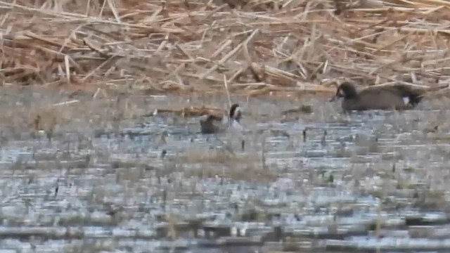 Knäkente - ML654937096