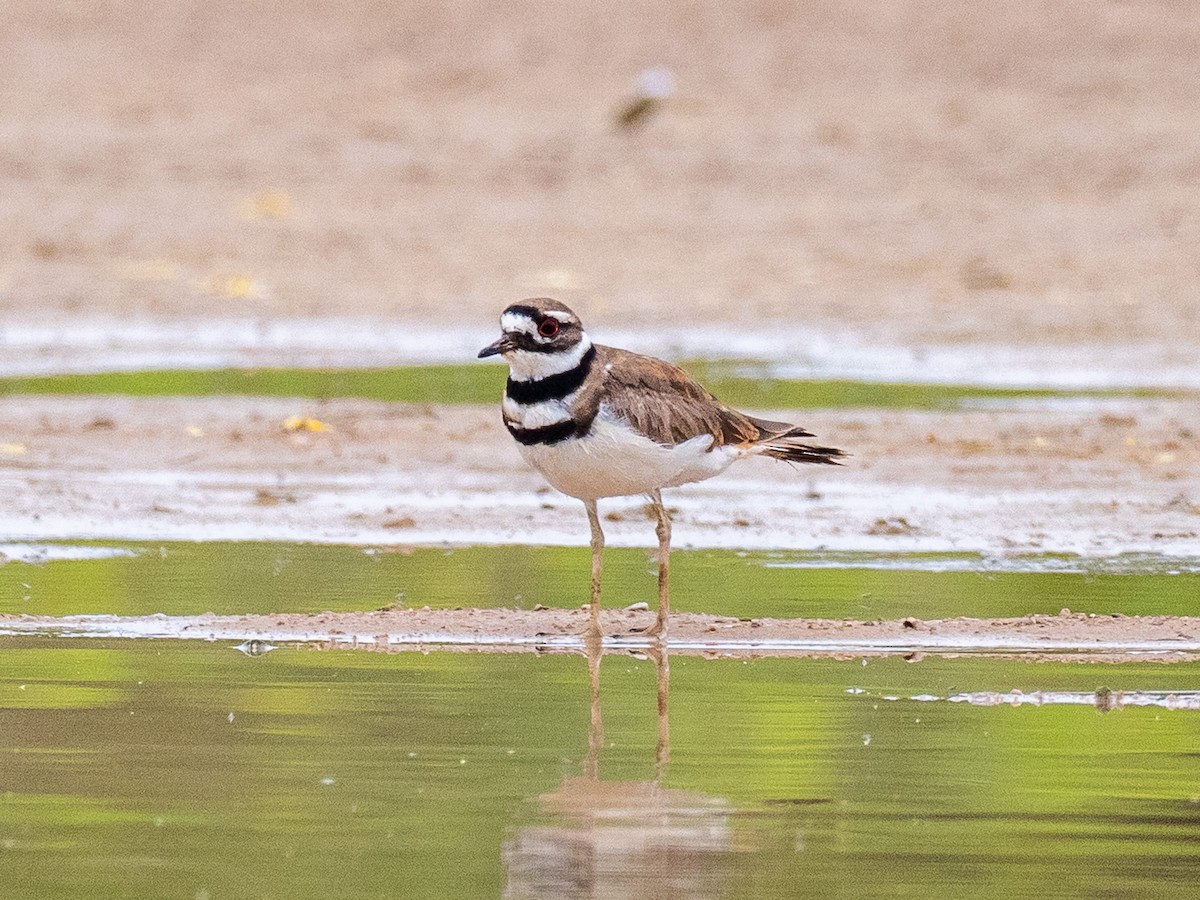 Keilschwanz-Regenpfeifer - ML654937099