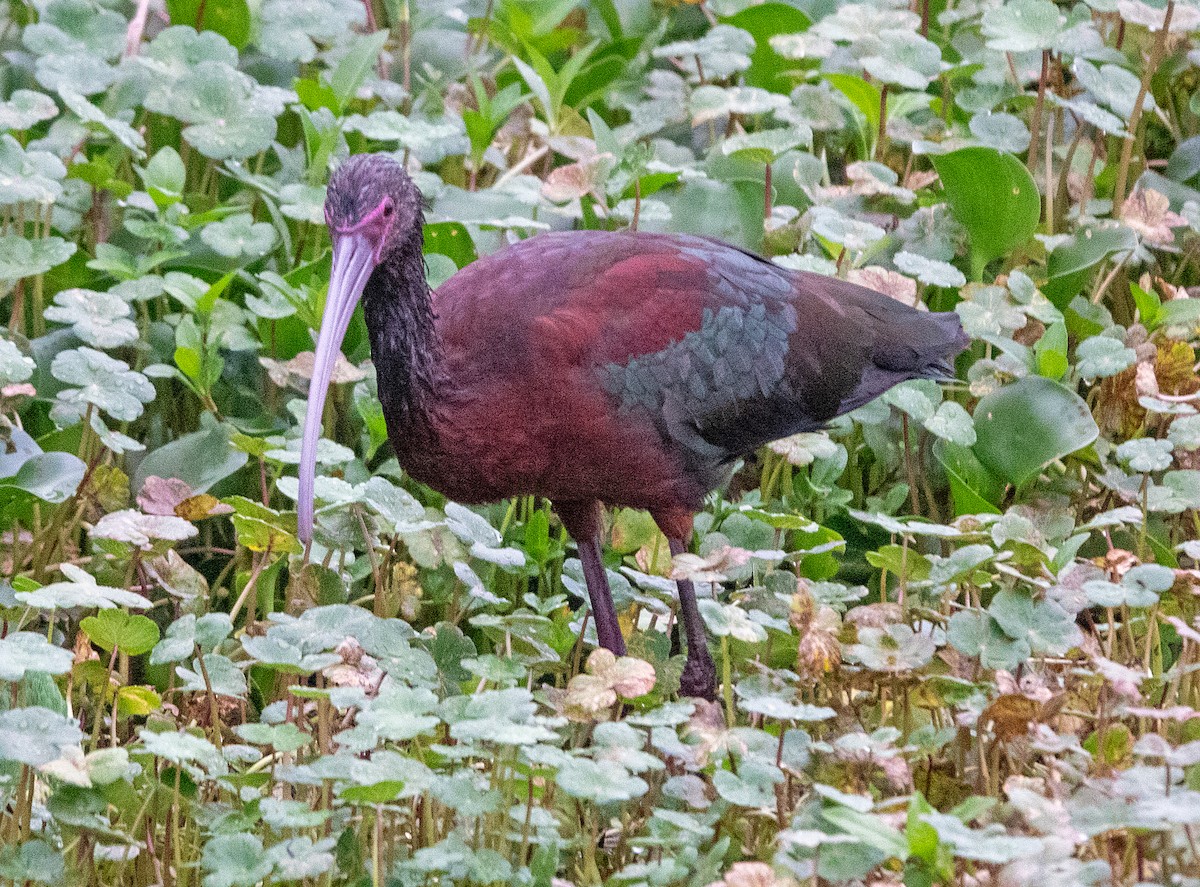 Brillensichler - ML654937100