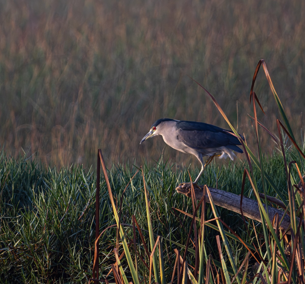 Nachtreiher - ML654937101