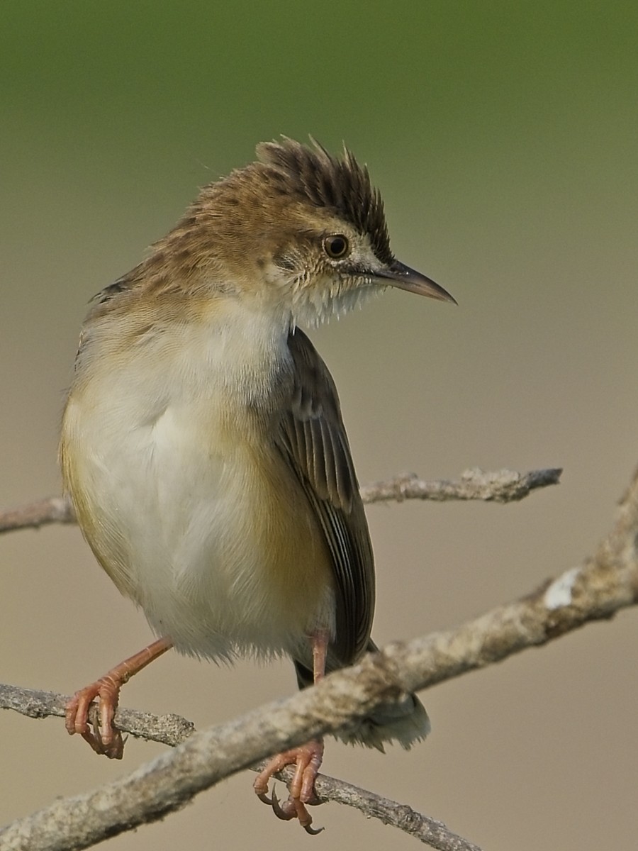 Zistensänger - ML654937102