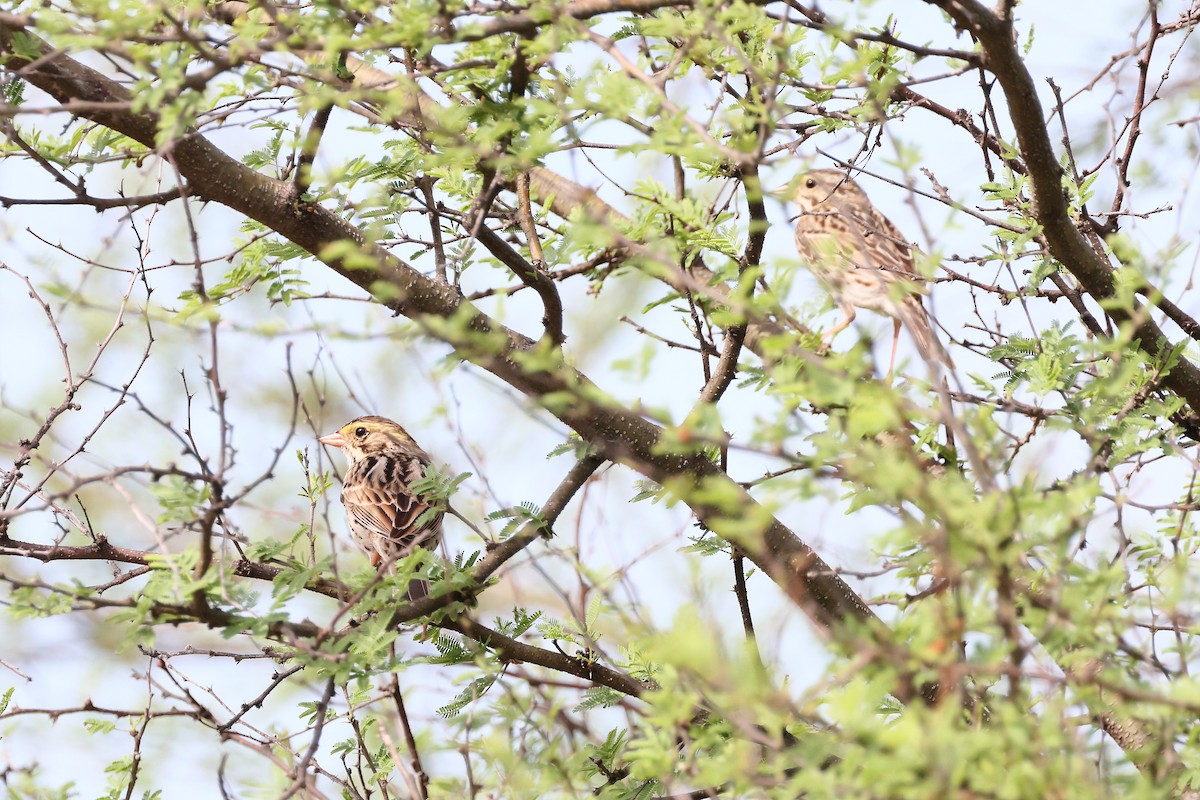 Grasammer - ML654937104