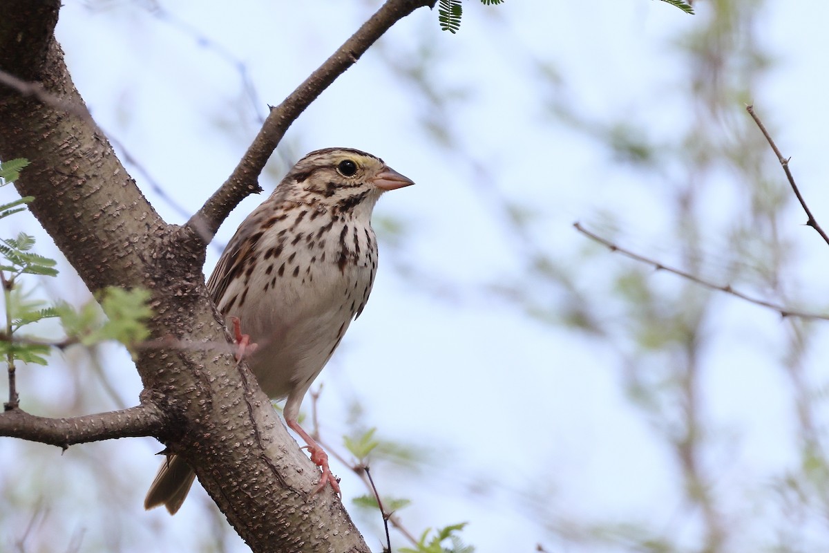 Grasammer - ML654937105