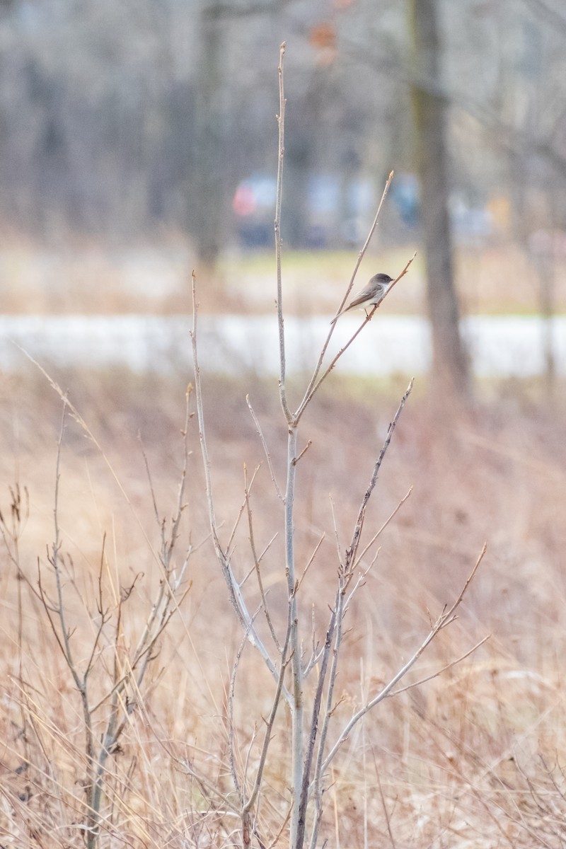 Weißbauch-Phoebetyrann - ML654937106