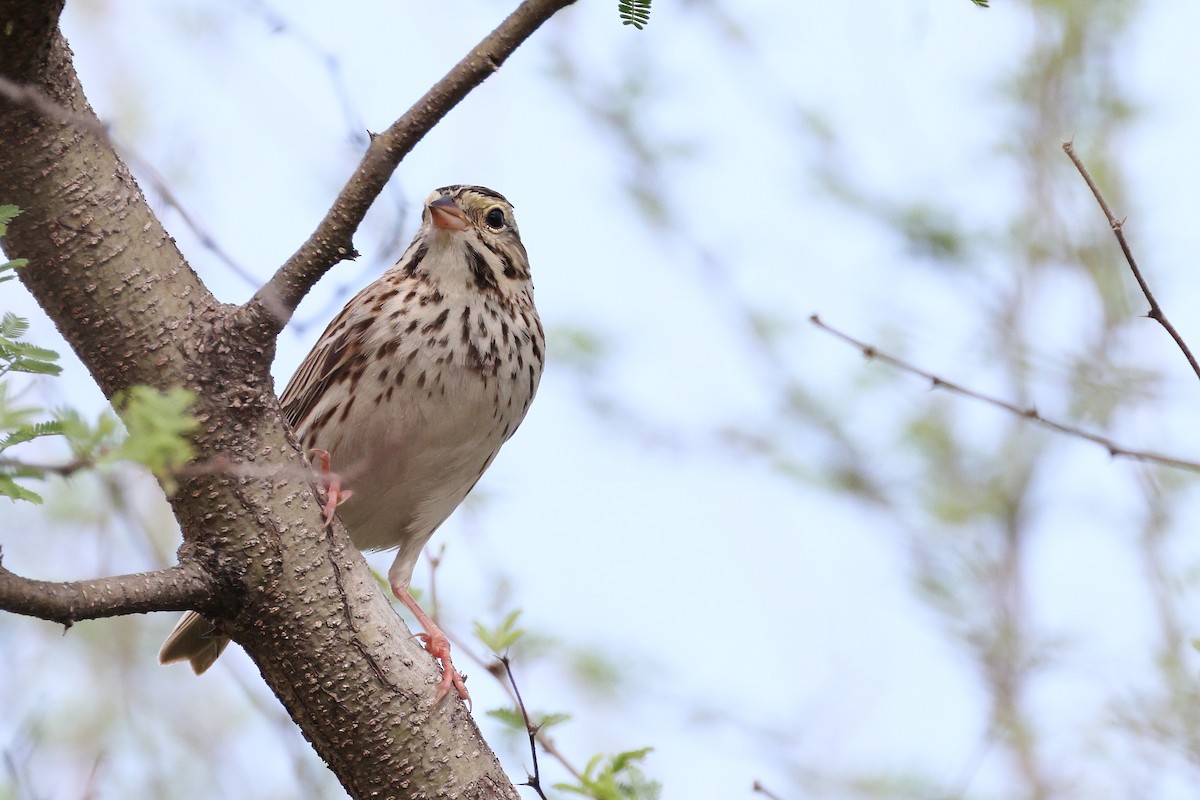 Grasammer - ML654937108