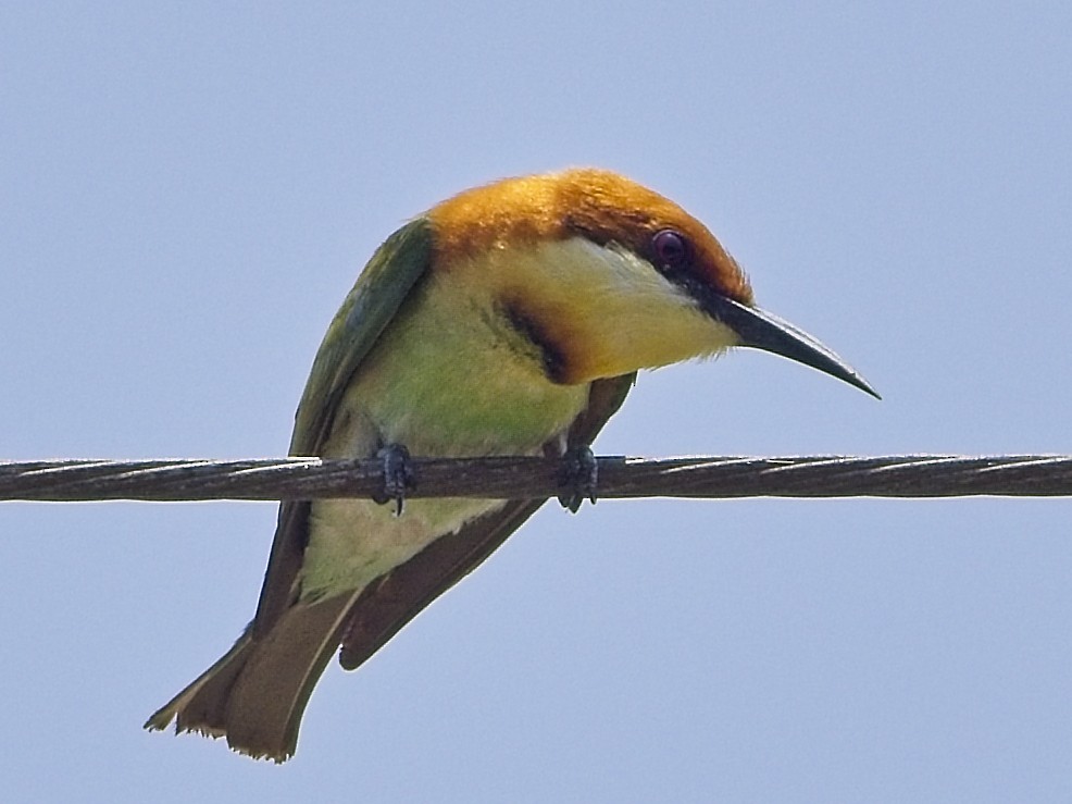 Braunkopfspint - ML654937109