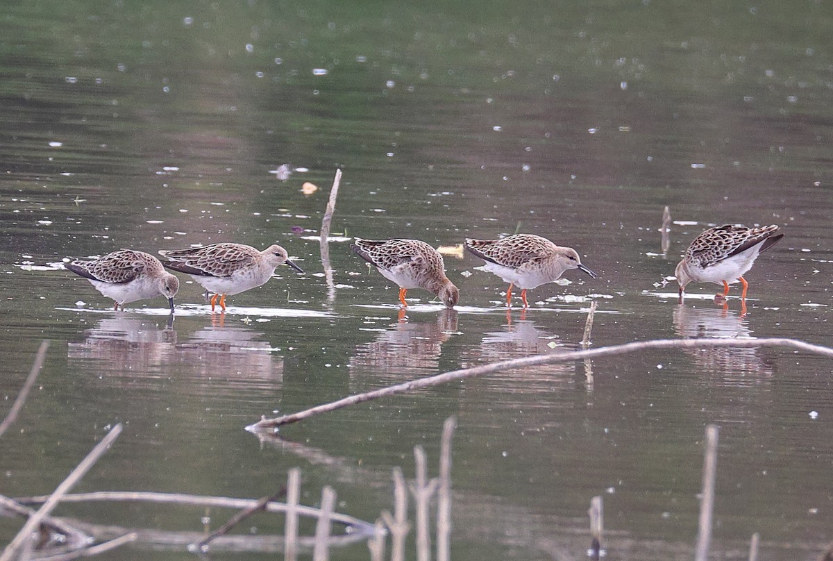 Kampfläufer - ML654937111