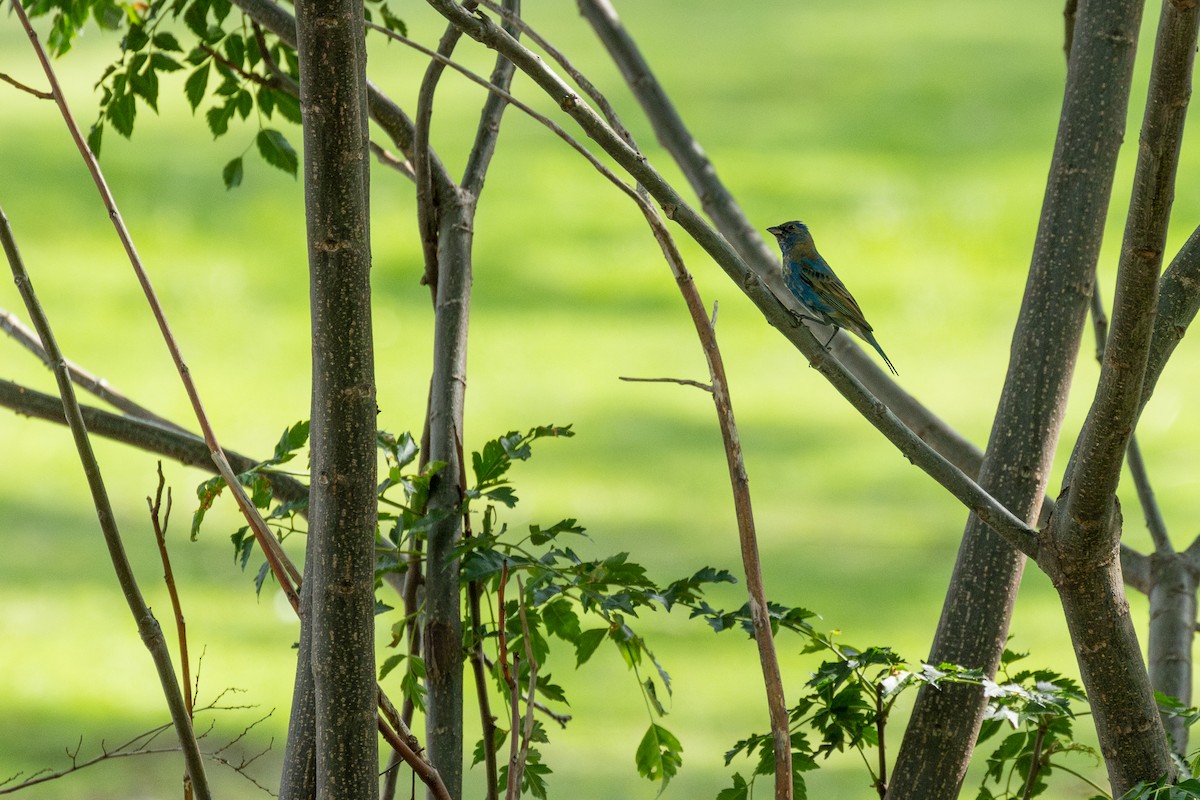 Indigo Bunting - ML654937401
